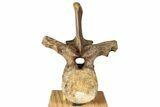 Fossil Dinosaur (Thescelosaurus) Dorsal Vertebra - Montana #350966-3
